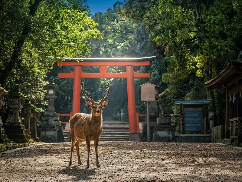 Japan Scenic Discovery