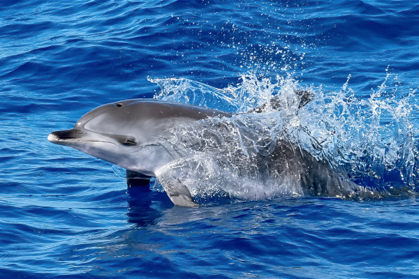 Dolphin Cove Montego Bay
