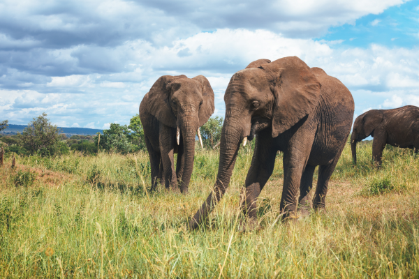 Tarangire National Park