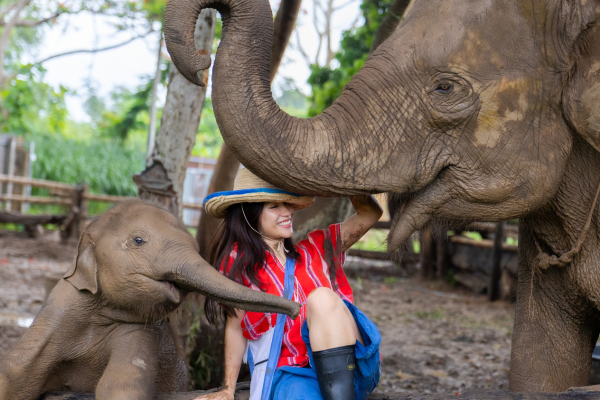 Phang Nga Elephant Park