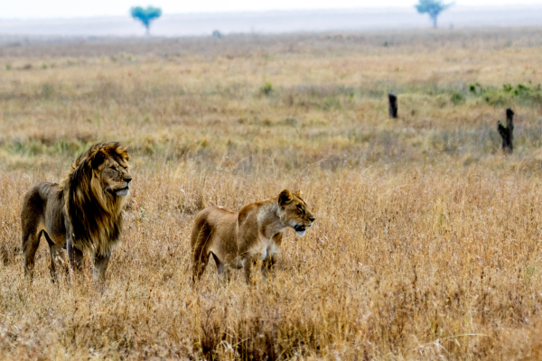 Seronera Serengeti National Park