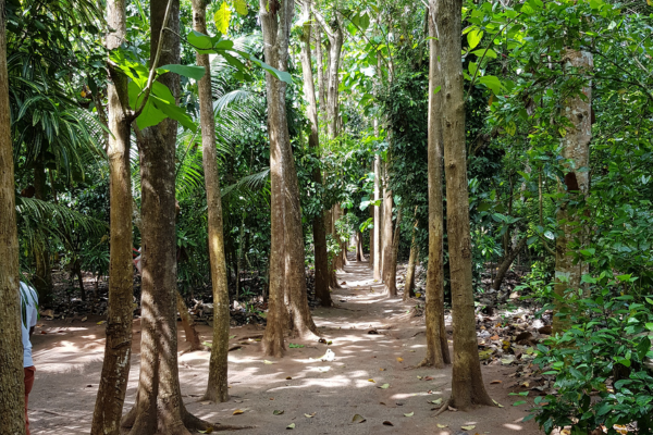 Jambo Spice Farm