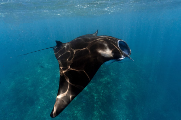 Hanifaru Bay Marine Protected Area