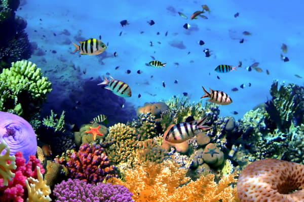 HP Reef