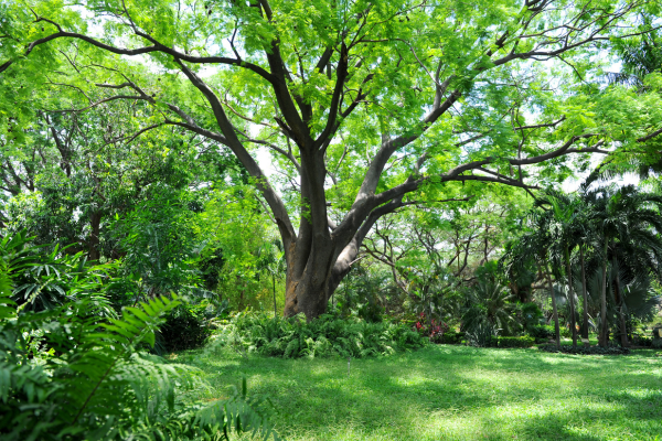 Dominica Botanic Garden